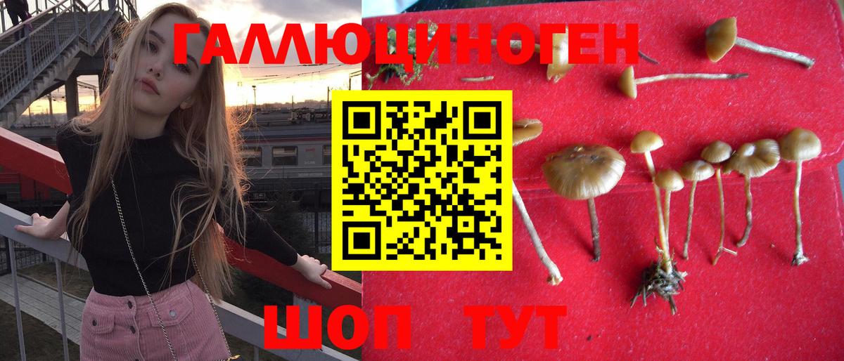 Балаково  Псилоцибиновые грибы Cubensis  Вход с VPN 